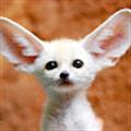 Maksims avatar