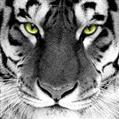 Jevgenijs B. avatar